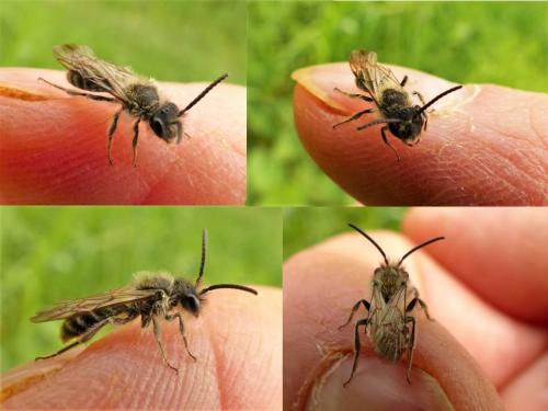 Andrena sp.